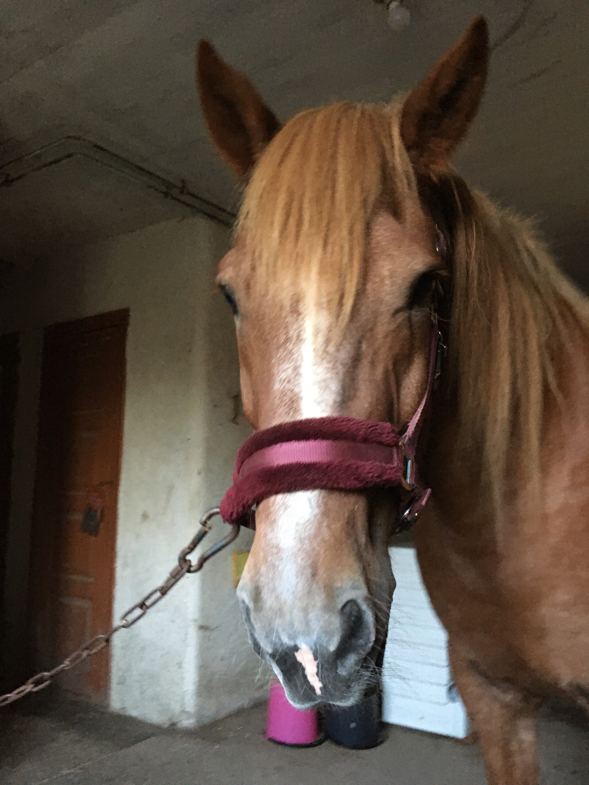 Ruskean hevosen pää